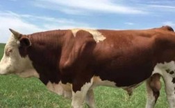 什么品种肉牛种公牛最好？