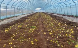 洋芋高产栽培技术视频，如何实现高产？