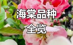 海棠花品种图片有多少种？