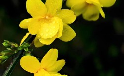 迎春花品种到底有多少种？