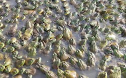 牛蛙泥鳅养殖技术视频怎么学？