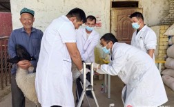 绵羊同期发情技术及应用