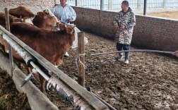 养牛的管理技术视频播放