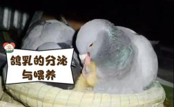 人工喂养乳鸽技术视频怎么操作？