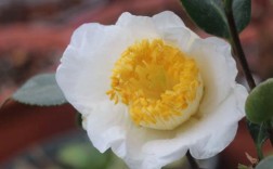 白色茶花有哪些常见品种？