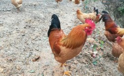山东散养鸡什么品种好