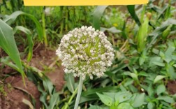 蔬菜管理种植技术有哪些关键要点？