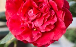 茶花哪个品种最好？