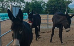 毛驴养殖技术视频，怎么学更高效？