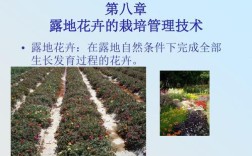 露地花卉栽培管理技术有哪些关键要点？