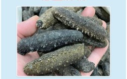 2025年鲜海参价格会涨还是跌？