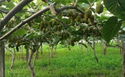 北方猕猴桃如何高效种植？