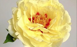 牡丹品种有哪些？