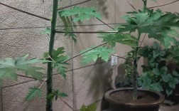 木瓜树苗种植技术要点有哪些？