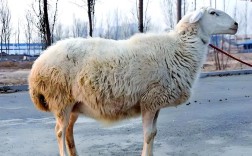 北方养什么羊品种最好