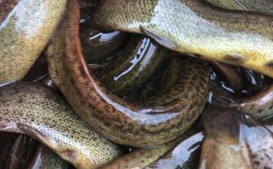 台湾泥鳅养殖技术视频，如何高效高产？