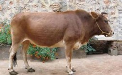 云南适合养什么牛品种？