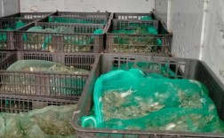 南昌青蛙蝌蚪苗养殖技术