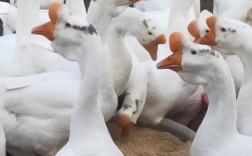 常见的白鹅品种有哪些？