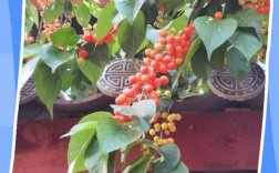 大樱桃树修剪，如何高效管理？