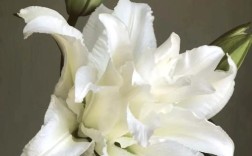 什么品种百合开白色花？