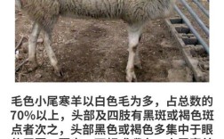 小尾寒羊70斤的价格