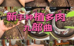 多肉视频种植技术怎么学才实用？