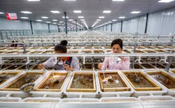 哪里学黄鳝养殖技术与场地？