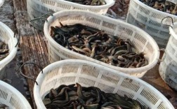 湖北台湾泥鳅养殖技术