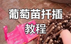 葡萄扦插育苗技术视频要点有哪些？