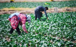 夏季菜心如何种植能高产？