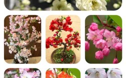 海棠花有哪些常见品种？