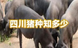 四川猪品种到底有多少个？