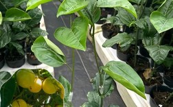 百香果苗嫁接技术视频，怎么嫁接才成活？