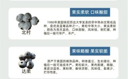 矮丛蓝莓哪个品种最甜？