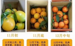 脐橙品种学名有哪些？