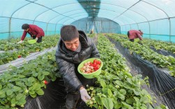 草莓大棚安装视频有哪些关键步骤？