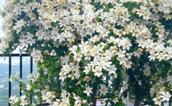 大叶栀子品种怎么选？