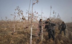 苹果春季修剪技术及方法