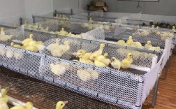 水蛭饲料养殖技术视频怎么学？