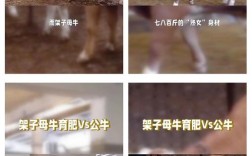 养牛技术教程全集视频，新手能学会吗？