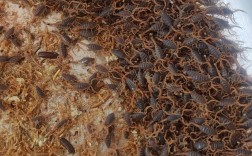 央视蝎子养殖技术视频，新手能学会吗？