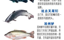 珍贵淡水鱼养殖品种大全