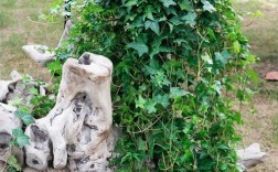 常春藤那个品种最好养