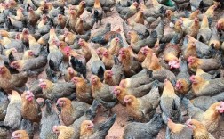 土鸡苗价格多少钱？批发哪里靠谱？