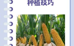 605玉米高产种植技术