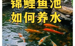 四大家鱼池塘降养殖技术如何实现高效降本？