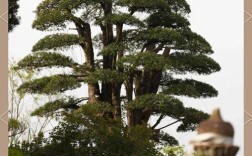 想看乔木品种图片大全？有哪些常见种类？