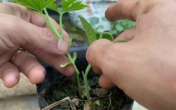 苦瓜嫁接南瓜，技术要点有哪些？