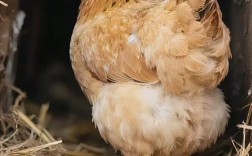 什么鸡下蛋能力最强？